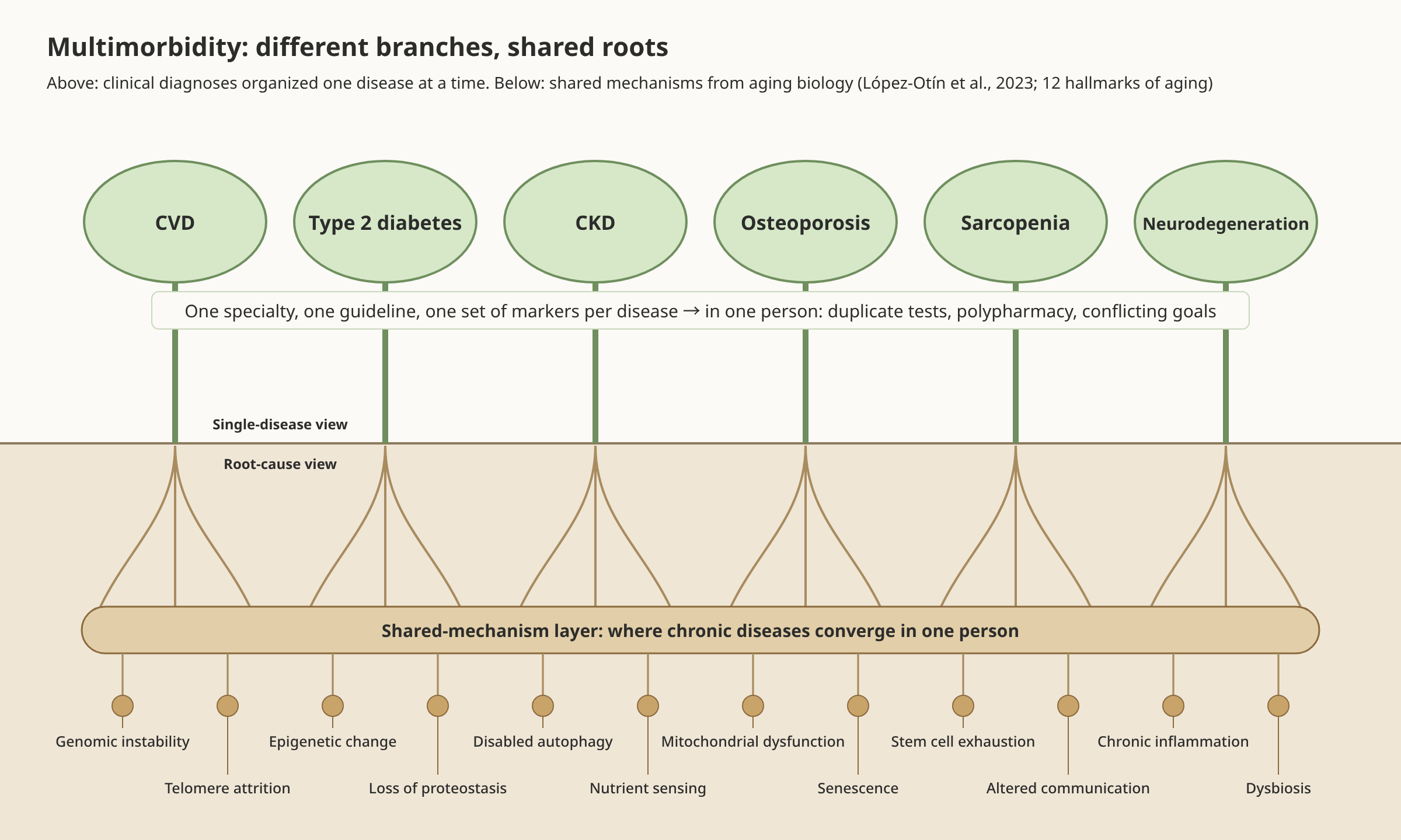 Fig_EN_03_Multimorbidity_Shared_Roots.png