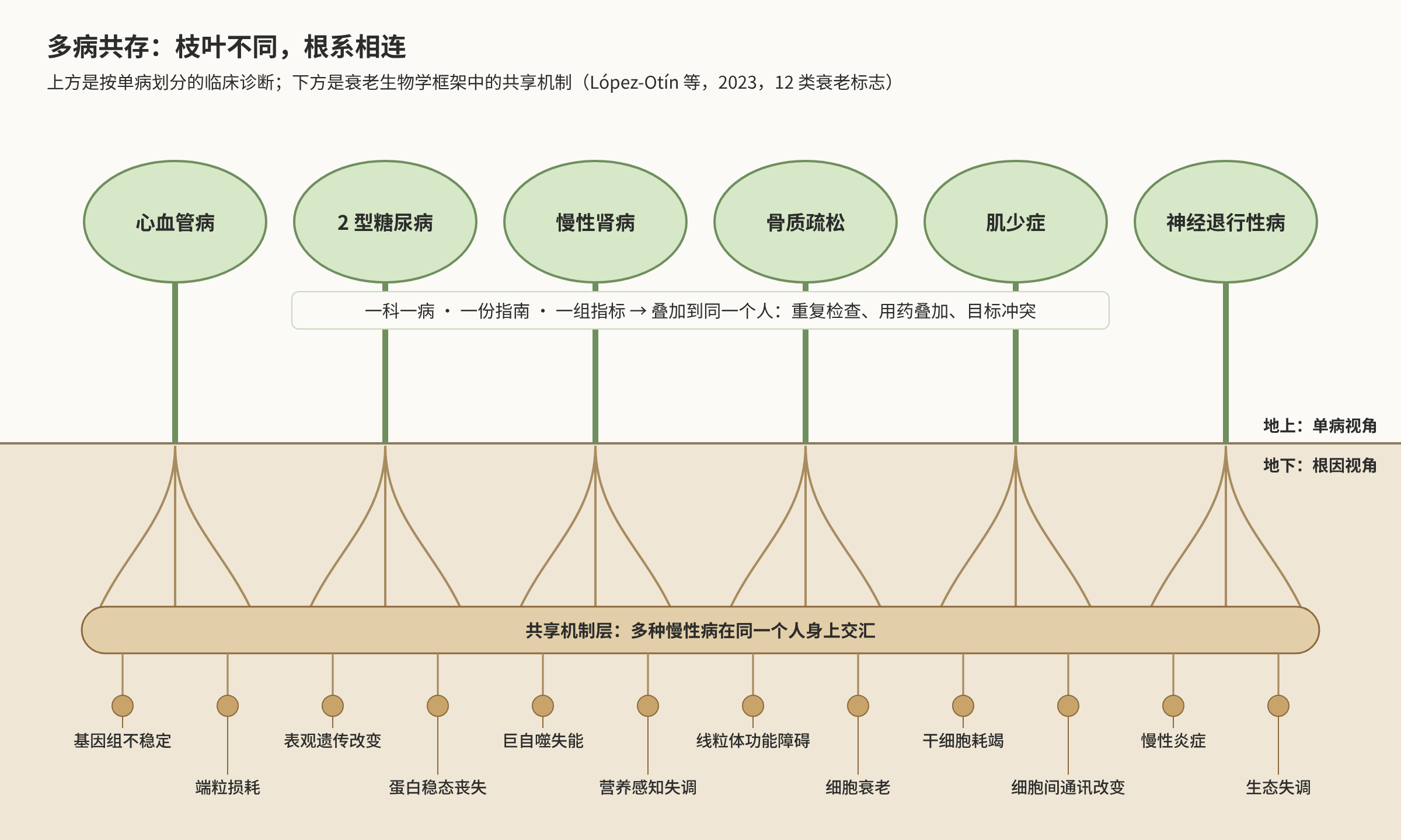 多病共存根系.png